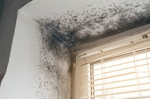 Affordable Basement Mold Removal solutions in Bowie, MD