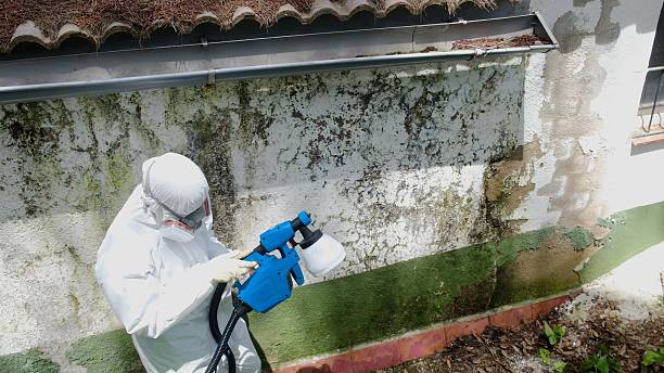 Top rated local Basement Mold Removal specialists in Bowie, MD